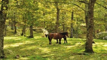 NaturArte, il fascino della Basilicata