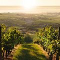 Il Burgenland, un terroir vinicolo tutto da scoprire