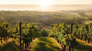 Il Burgenland, un terroir vinicolo tutto da scoprire